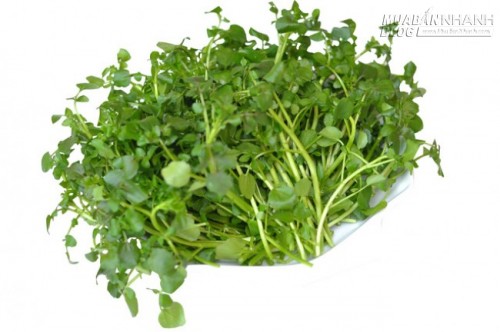 Cỏ quý chống ung thư có ở Việt Nam nhiều người đang bỏ phí