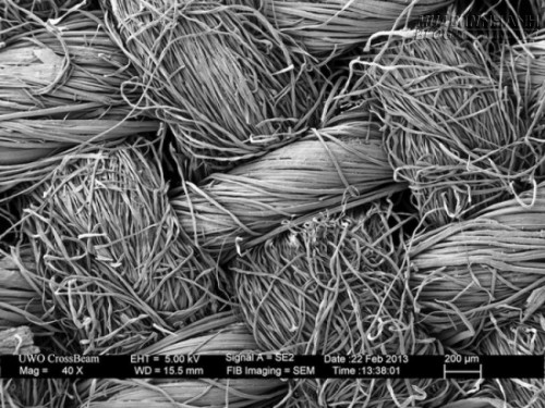 Dưới lăng kính hiển vi, mọi thứ tầm thường quanh ta trở nên thật vi diệu