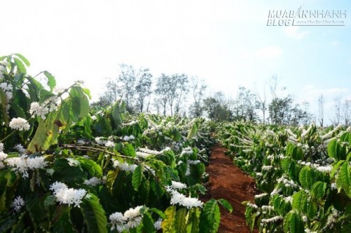 Sắc hoa cà phê đón xuân ở Gia Lai