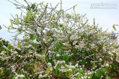 Sắc hoa cà phê đón xuân ở Gia Lai