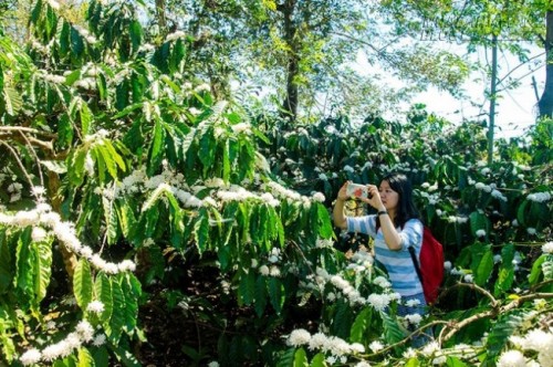 Sắc hoa cà phê đón xuân ở Gia Lai