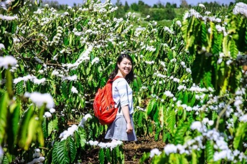 Sắc hoa cà phê đón xuân ở Gia Lai