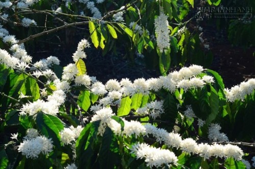 Sắc hoa cà phê đón xuân ở Gia Lai