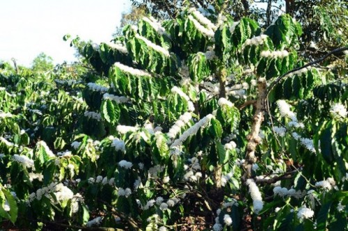 Sắc hoa cà phê đón xuân ở Gia Lai