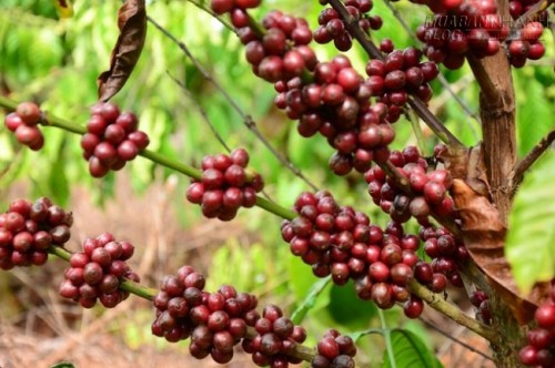 Sắc hoa cà phê đón xuân ở Gia Lai