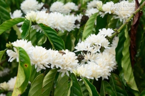 Sắc hoa cà phê đón xuân ở Gia Lai