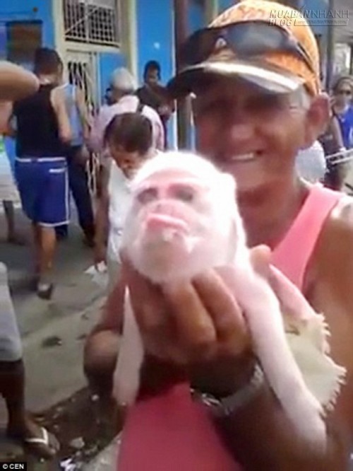 Ngạc nhiên với lợn mặt khỉ độc nhất vô nhị ở Cuba