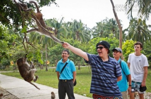 Vương quốc khỉ giữa lòng phố biển Nha Trang