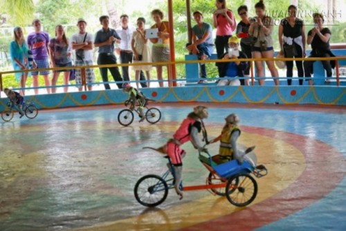 Vương quốc khỉ giữa lòng phố biển Nha Trang