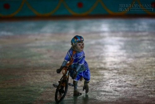 Vương quốc khỉ giữa lòng phố biển Nha Trang