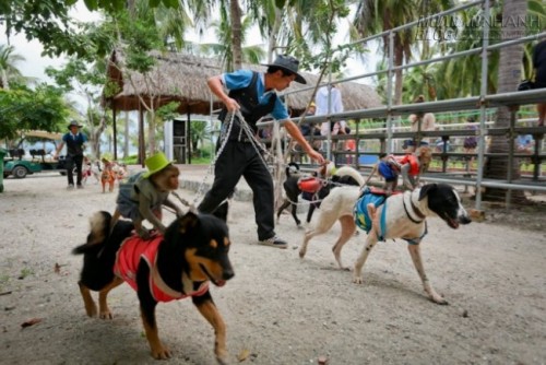 Vương quốc khỉ giữa lòng phố biển Nha Trang