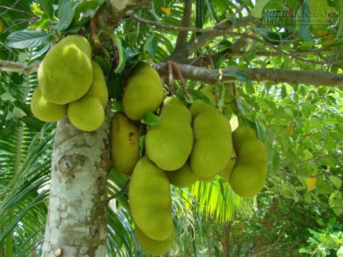 Các bài thuốc chữa bệnh cực hay từ cây mít vườn quý hơn vàng
