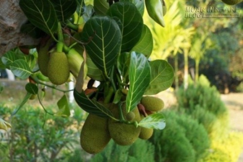 Các bài thuốc chữa bệnh cực hay từ cây mít vườn quý hơn vàng