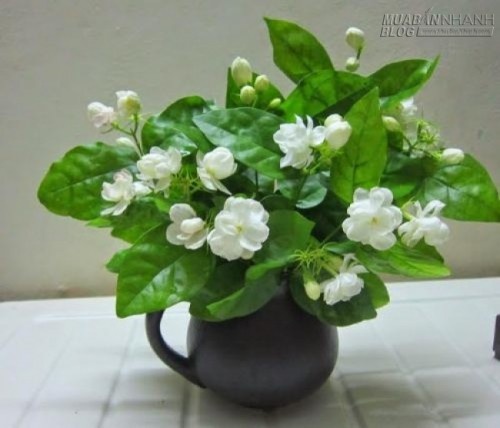 Có 6 loại cây này thì trằm trọc mất ngủ cả đêm cũng ngáy khò khò