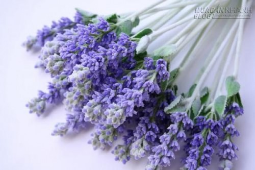 Có 6 loại cây này thì trằm trọc mất ngủ cả đêm cũng ngáy khò khò