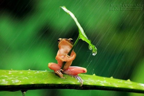 Cậu bé thông minh: Tay của người chủ quán to hơn…