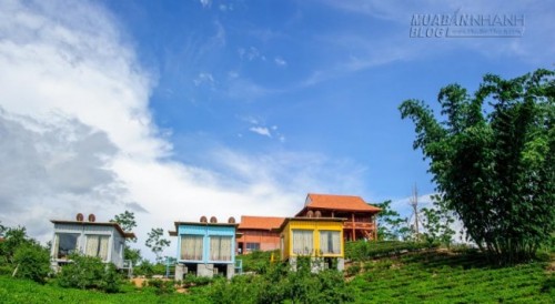 Du lịch Mộc Châu ngủ bungalow container ngắm những đồi chè xanh mát