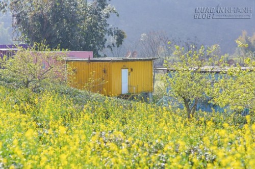 Du lịch Mộc Châu ngủ bungalow container ngắm những đồi chè xanh mát
