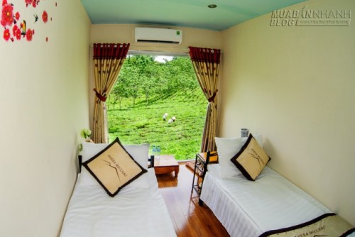 Du lịch Mộc Châu ngủ bungalow container ngắm những đồi chè xanh mát