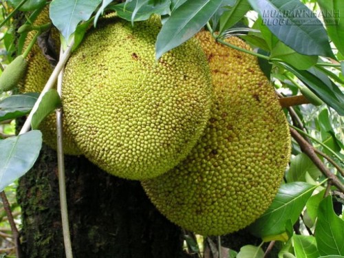 Há hốc mồm với những loại trái cây kỳ lạ nhất thế giới - Việt Nam hốt trọn một nửa