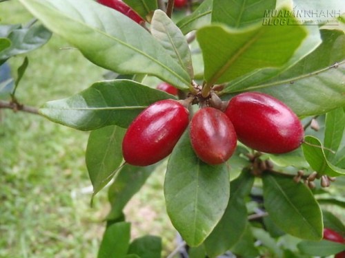 Há hốc mồm với những loại trái cây kỳ lạ nhất thế giới - Việt Nam hốt trọn một nửa