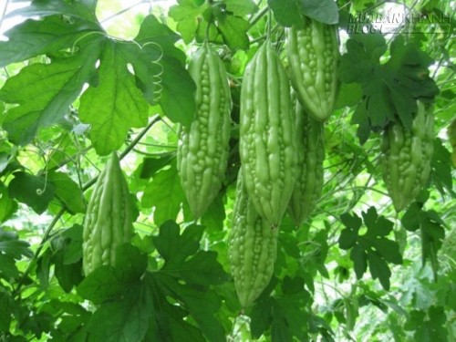 Há hốc mồm với những loại trái cây kỳ lạ nhất thế giới - Việt Nam hốt trọn một nửa