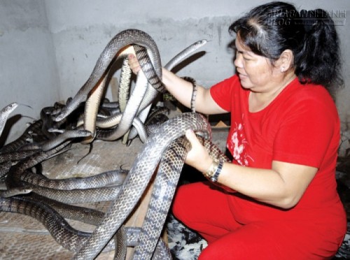 H&igrave;nh ảnh Kiếm trăm triệu nhờ rắn hổ h&egrave;o số 1