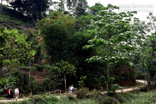 Về Bắc Bộ ngắm hoa trẩu nở rộ dịp tháng 4