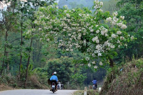 Về Bắc Bộ ngắm hoa trẩu nở rộ dịp tháng 4