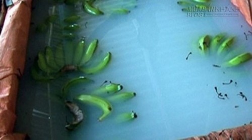 Cách phân biệt chuối chín ép bằng thuốc diệt cỏ độc hại