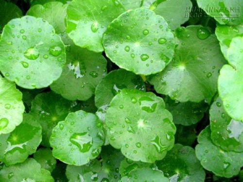 Làm lành sẹo rỗ trên mặt hiệu quả đến 95% chỉ sau 1 tuần