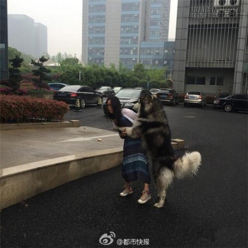 Không nhặt được mồm với chú chó Husky sàm sỡ người đi đường