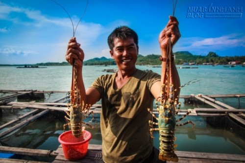 5 hòn đảo ở Việt Nam lý tưởng để thưởng thức tôm hùm ngon-bổ-rẻ