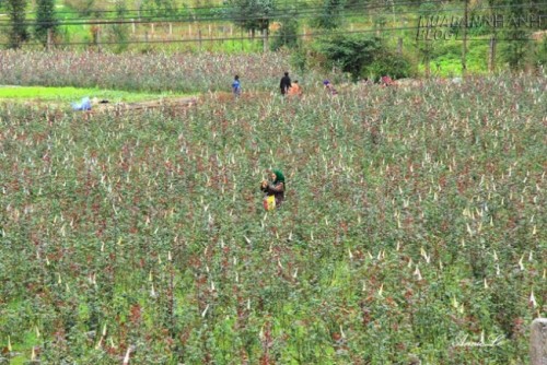 Những thung lũng nhỏ hút hồn người ở Phố Bảng Đồng Văn