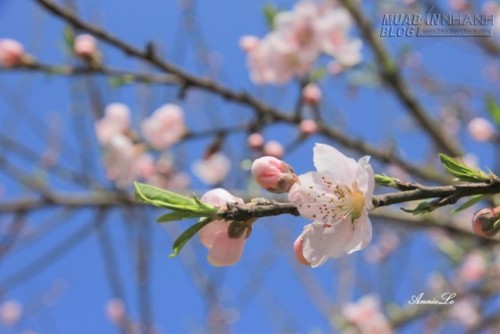 Những thung lũng nhỏ hút hồn người ở Phố Bảng Đồng Văn