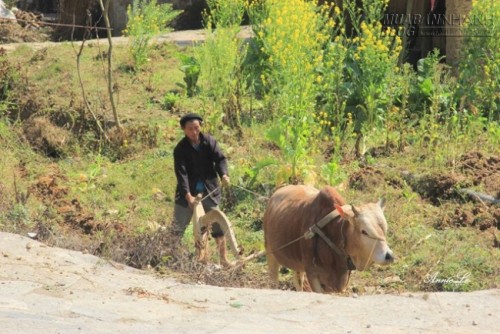Những thung lũng nhỏ hút hồn người ở Phố Bảng Đồng Văn