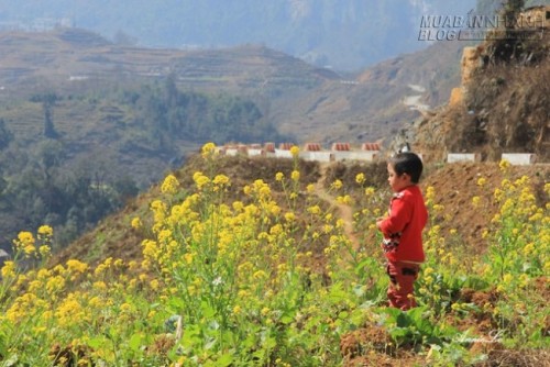 Những thung lũng nhỏ hút hồn người ở Phố Bảng Đồng Văn