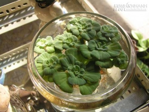Nếu nghĩ bèo chỉ là thức ăn của lợn, bạn sẽ bỏ lỡ vô số công dụng chữa bệnh này