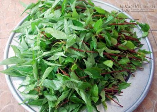 Rau đay đỏ: Vị thuốc quý chữa nhiều bệnh không phải ai cũng biết