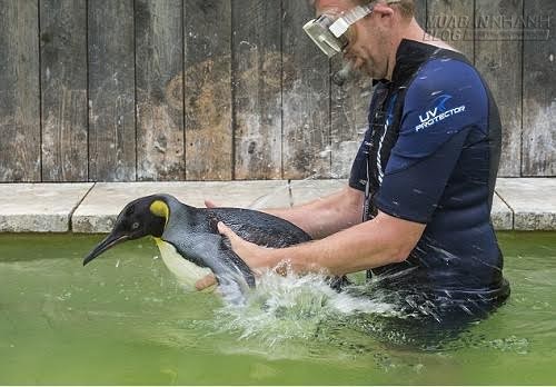 Hi hữu chim cánh cụt phải tập bơi vì… sợ nước