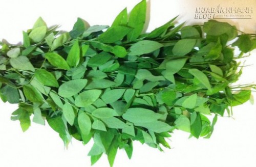 Rau ng&oacute;t sạch c&oacute; l&aacute; m&agrave;u xanh l&aacute; mạ, mỏng nhưng kh&ocirc;ng cứng