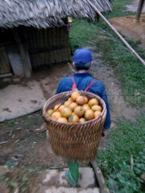 Rơi nước mắt trước chuyện ông bố quê nhà hái cam gửi lên thành phố cho con gái
