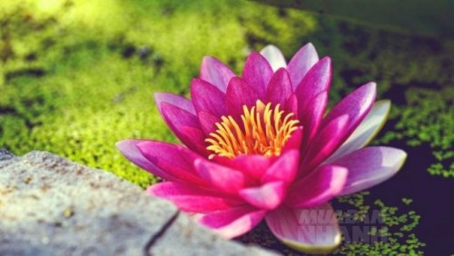 Có thứ này càng nhiều, gia đình càng thịnh vượng. Hãy nhanh xem nhà bạn có hay chưa!