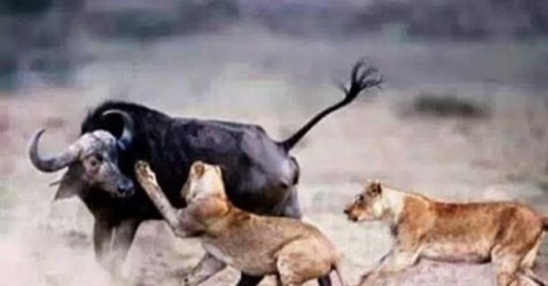 Một câu chuyện rất ngắn nhưng sâu sắc về tình bạn, nhìn thấu tâm can nhiều người