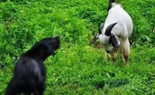 Một câu chuyện rất ngắn nhưng sâu sắc về tình bạn, nhìn thấu tâm can nhiều người