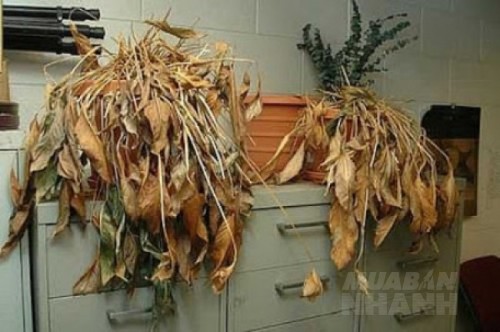 Thấy dấu hiệu tâm linh này TÀI CHÍNH, VẬN KHÍ gia đình bạn đang xuống dốc