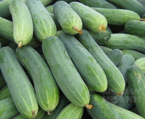 Đặt thứ này trong nhà, quanh năm không có con gián nào dám bén mảng tới gần