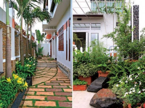 Trồng cây xanh trong nhà, bạn cần chú ý điểm sau để tránh ném tiền qua cửa sổ   Trồng cây xanh trong nhà, bạn cần chú ý điểm sau để tránh ném tiền qua cửa sổ