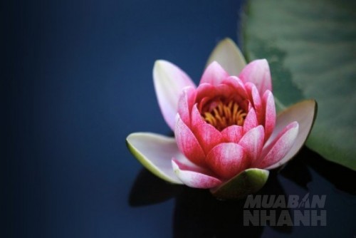 Hết thảy khổ nạn trên thế gian này từ đâu mà sinh ra