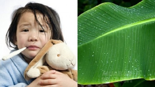 Con sốt cao 39 độ không hạ, mẹ sáng suốt dùng LÁ CHUỐI theo cách này để cứu con